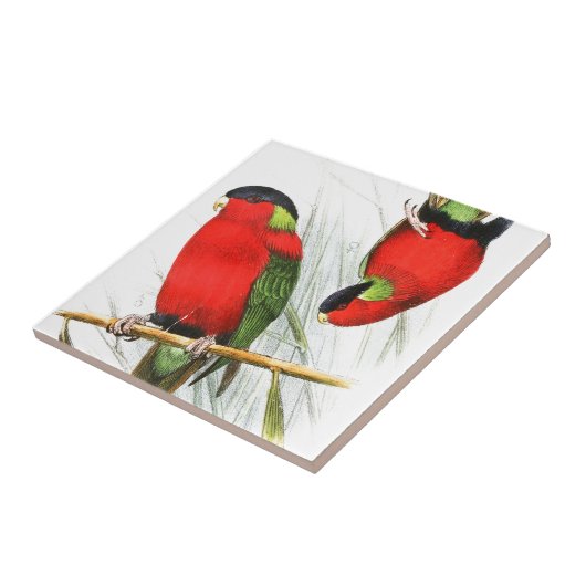 Collared Lory Tegeltje (Zijkant)