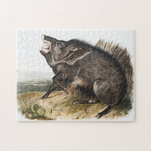 Collared Peccary Dycoteles torquatus Illustratie Legpuzzel