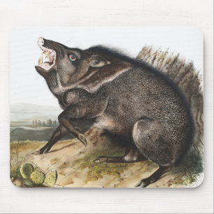 Collared Peccary Dycoteles torquatus Illustratie Muismat