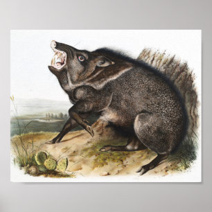 Collared Peccary Dycoteles torquatus Illustratie Poster