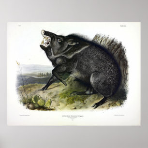 Collared Peccary of Javelina (Dicotyles tajacu) Poster