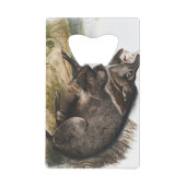 Collared peccary pig camping deco venin (Devant)