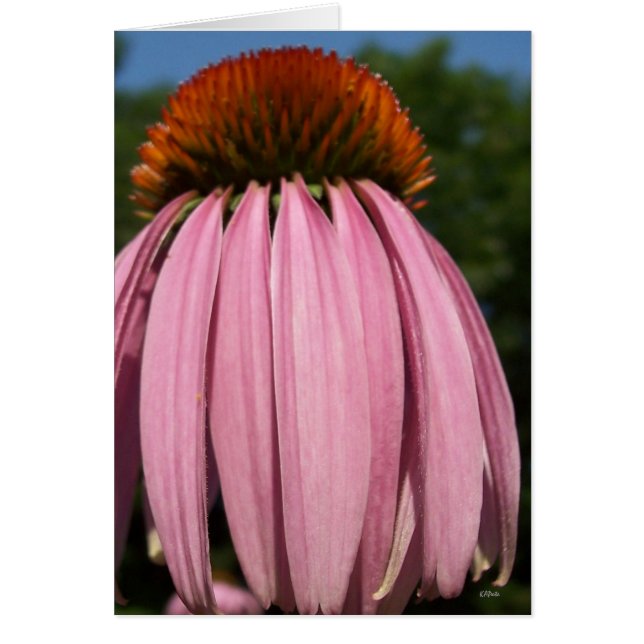Collasol Echinacea (Devant)