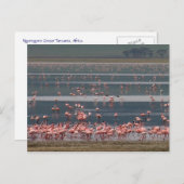 Collecte de Flamants roses - Carte postale (Devant / Derrière)