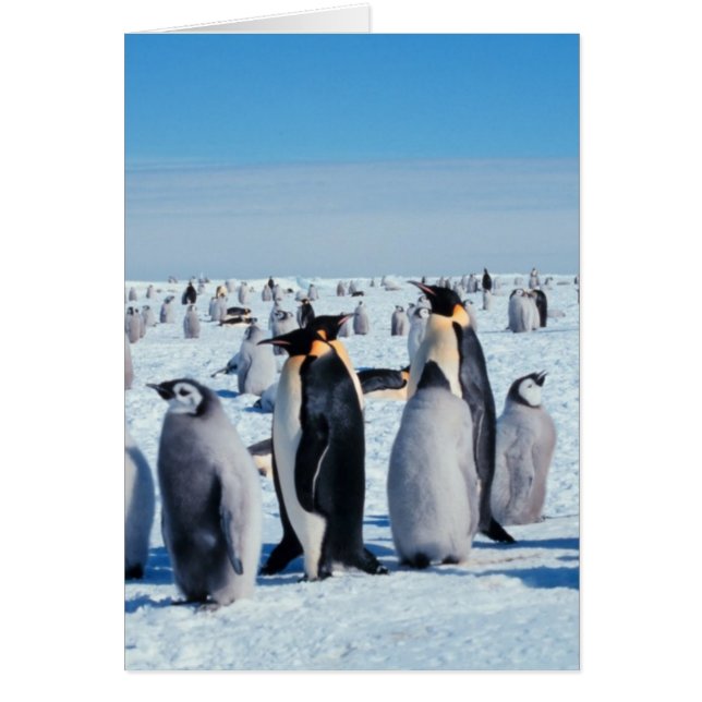 Collecte de pingouins (Devant)