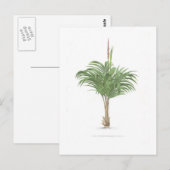 Collectie handpalmtekeningen briefkaart (Voorkant / Achterkant)