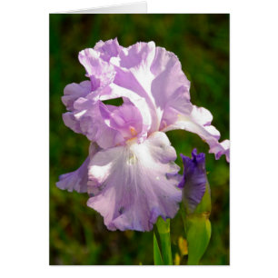 collectie "Iris in de ochtend"