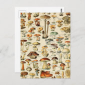 Collectie paddenstoel  briefkaart (Voorkant / Achterkant)