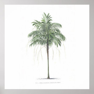 Collectie palmboomillustratie poster