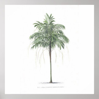 Collectie palmboomillustratie poster