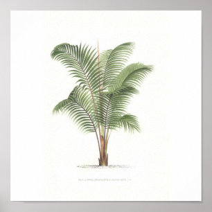 Collectie palmboomillustratie poster