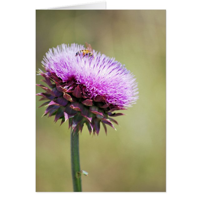 collectie "Thistle with Bee" (Voorkant)