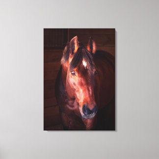 collectie. Trakehner Canvas Afdruk