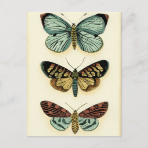 Collectie van Butterfly door Chariklia Zarris Briefkaart
