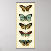 Collectie van Butterfly door Chariklia Zarris