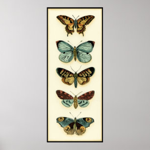 Collectie van Butterfly door Chariklia Zarris Poster