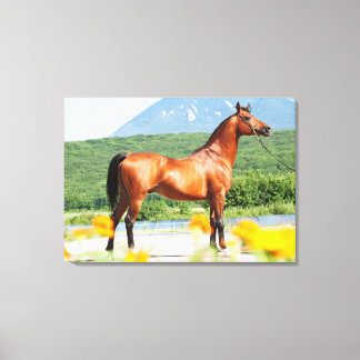 collectie van de arabische baai canvas afdruk