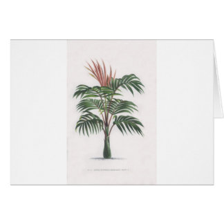 collectie van tropische palmbomen - tekening V