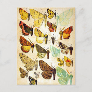 Collectie van vlinder briefkaart