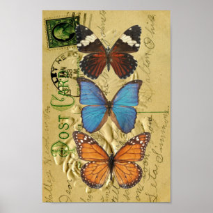 Collectie van vlinder poster