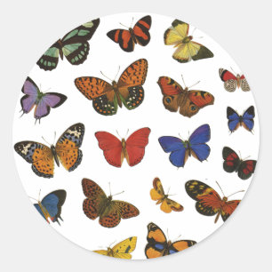 Collectie van vlinder ronde sticker