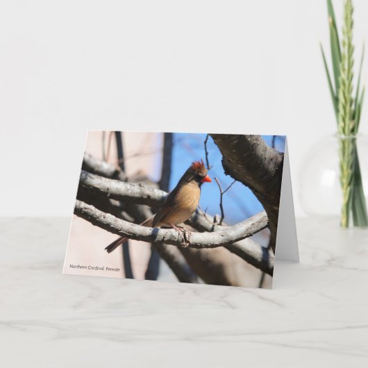 Collectie van vogels: noordelijke kardinaal (blanc kaart (Voorkant)