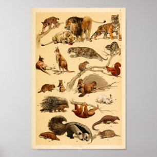 Collectie van wilde dieren Lion Tiger Rabbit Print