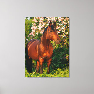 collectie. Vervoerder, lente Canvas Afdruk
