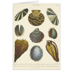 Collectie voor conchologie