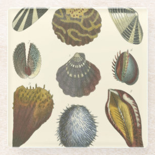 Collectie voor conchologie glazen onderzetter