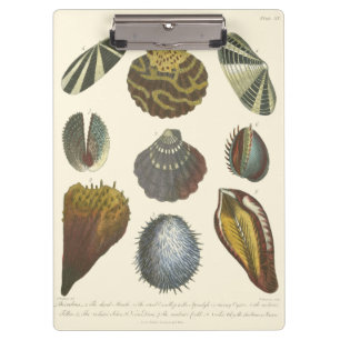 Collectie voor conchologie klembord