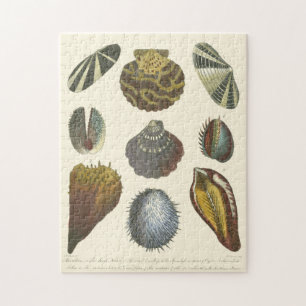 Collectie voor conchologie legpuzzel