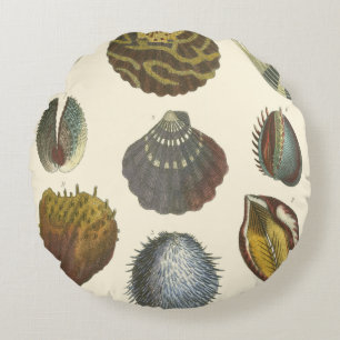 Collectie voor conchologie rond kussen