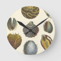 Collectie voor conchologie