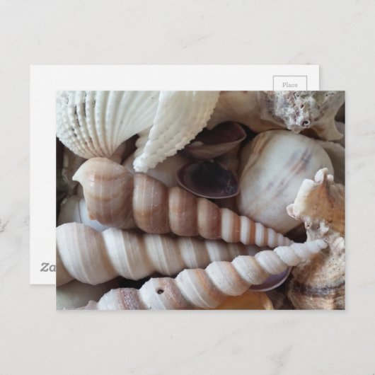 Collectie voor exotische zeeschelpen, zomerstrand briefkaart (Voorkant / Achterkant)