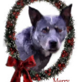 Australisch kerstfeest bij katten theedoek