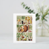 COLLECTION BOTANIQUE vintage CARTE POSTALE COCONUT (Debout devant)