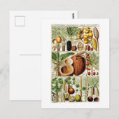 COLLECTION BOTANIQUE vintage CARTE POSTALE COCONUT (Devant / Derrière)