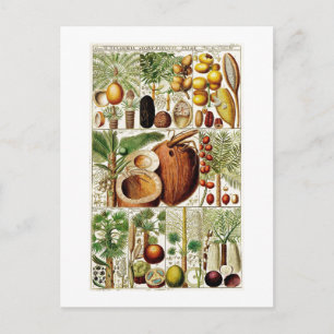 COLLECTION BOTANIQUE vintage CARTE POSTALE COCONUT