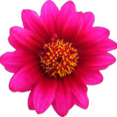 Menu Réception Mariage Fleur Violet Vert