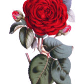 Elegant rood bloesem roos. Botanische bruiloft Programma