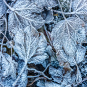 Cravate Noël Bleu Feuille Neige Vacances d'hiver