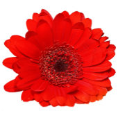 Red Gerbera bruiloft uitnodiging gepersonaliseerd