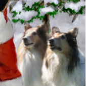 Papier Cadeau Des collies rugueuses rencontrent Noël Père Noël