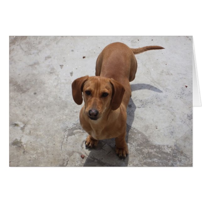 Collection Cute Dachshund (Devant horizontal)