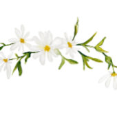 Watercolor Daisy Floral Wedal Reception Menu