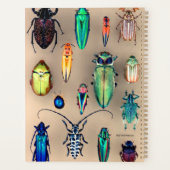 Collection de coléoptères (Dos)