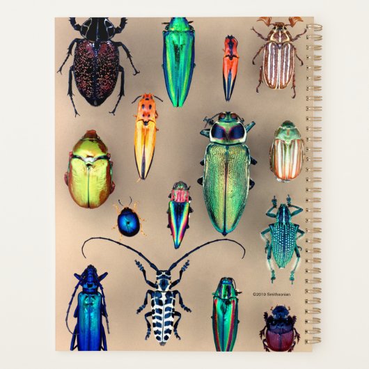 Collection de coléoptères (Dos)