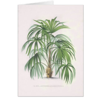 Collection de dessins de paume