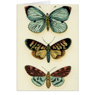 Collection de papillon par Chariklia Zarris